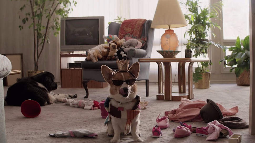 Bailey as a CORGI