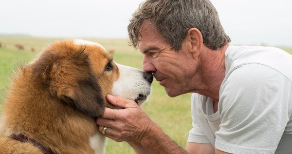 Bailey 4.0 and grown up Ethan (Dennis Quaid) reunited