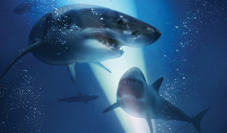 ’47 Meters Down: Uncaged’ Gets an Official Release Date