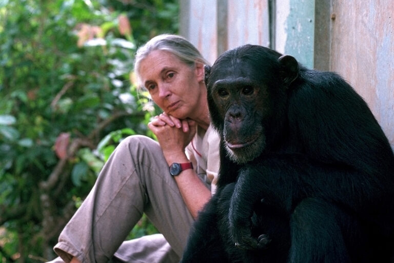 Dr. Jane Goodall, DBE, UN Messenger of Peace, has Passed Away