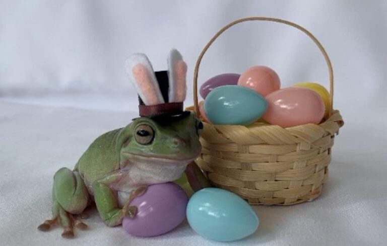 Pet Frog From Florida Finalist in Cadbury Bunny Search