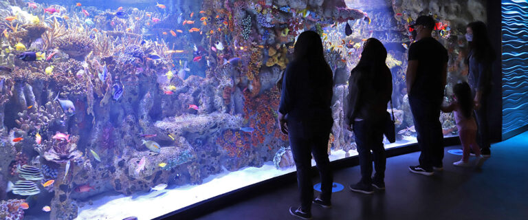 New England Aquarium Honors 38 Year Old ‘Return Anytime’ Ticket