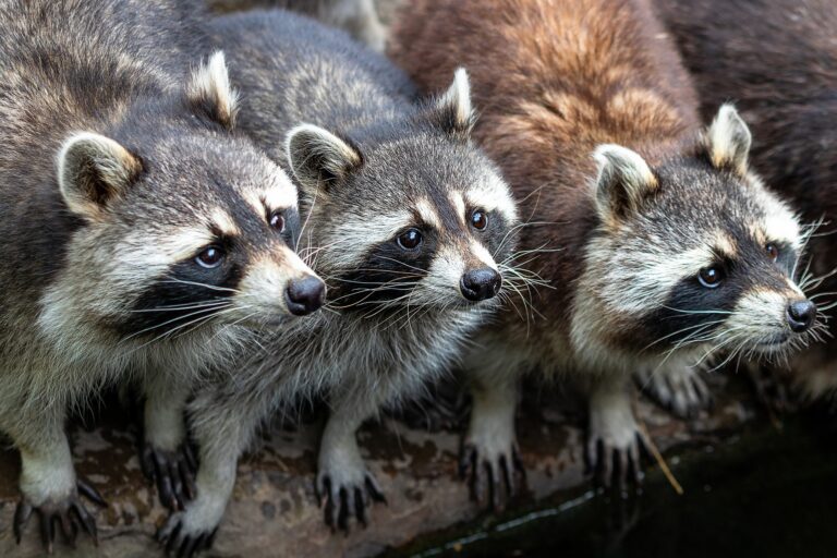 James Gunn Offers to Pay for Raccoon Damages for One Woman